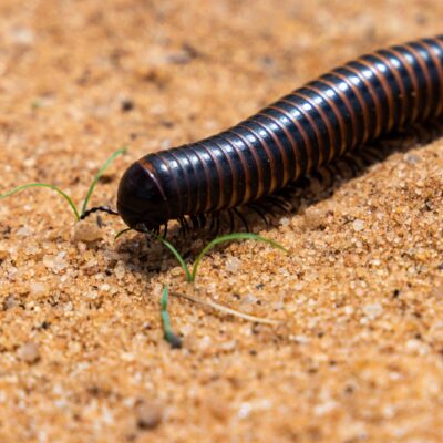 Closeup shot of a giant Africa millipede on the ground A closeup shot of a giant Africa millipede on the ground